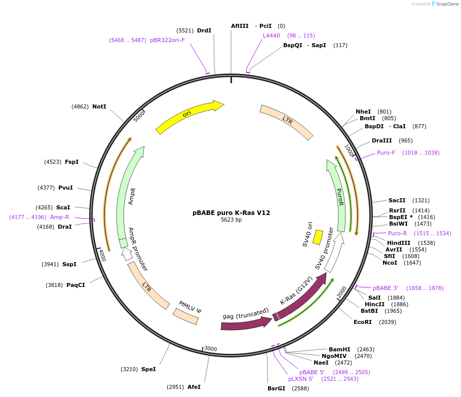 9052-plasmid-map-sequence-id-219889
