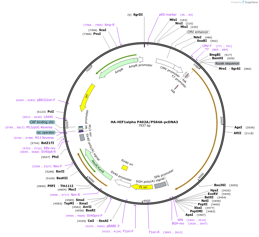 18955-plasmid-map-sequence-id-219891