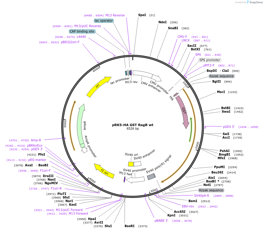 19301-plasmid-map-sequence-id-219892
