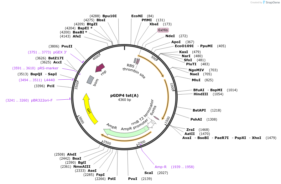 112887-plasmid-map-sequence-id-219894