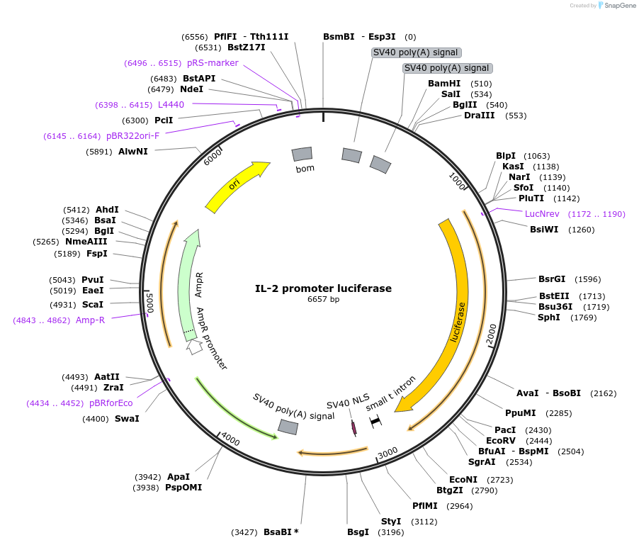 12194-plasmid-map-sequence-id-219906