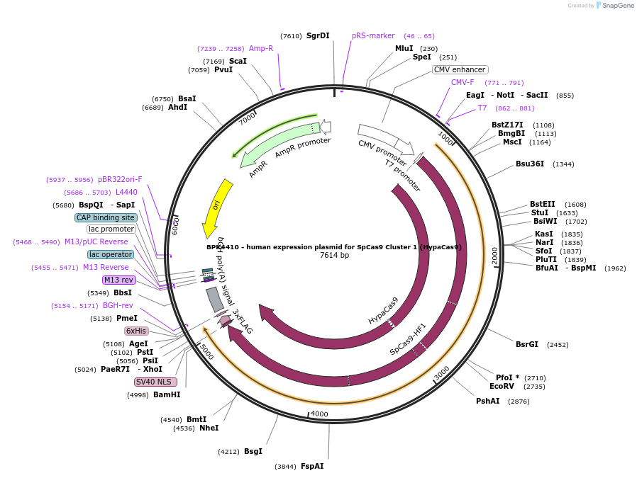 101178-plasmid-map-sequence-id-219907