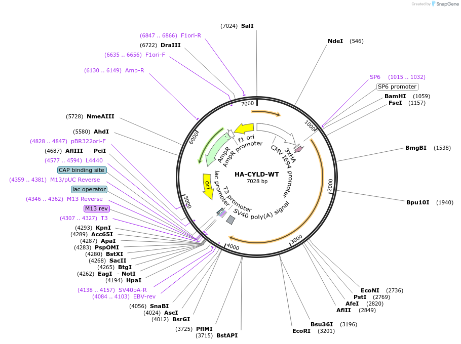15506-plasmid-map-sequence-id-219908