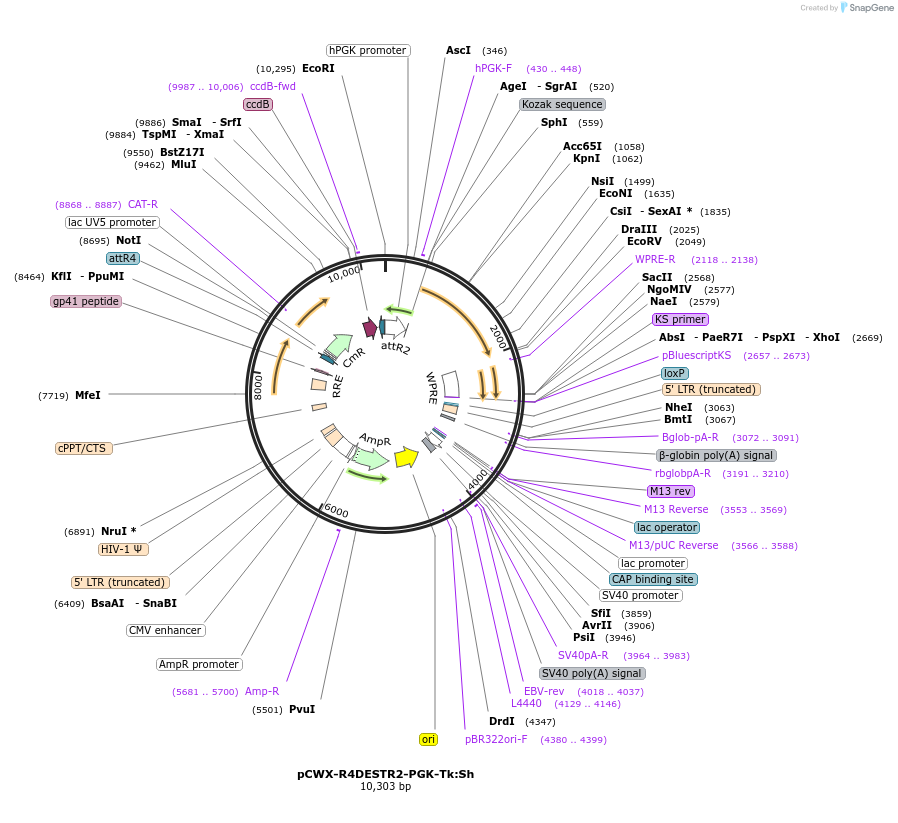 114321-plasmid-map-sequence-id-219916