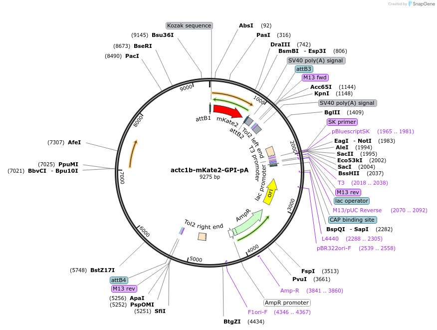 109490-plasmid-map-sequence-id-219920