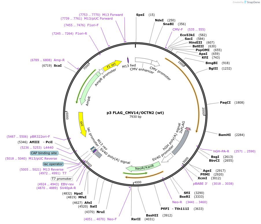 112799-plasmid-map-sequence-id-219922