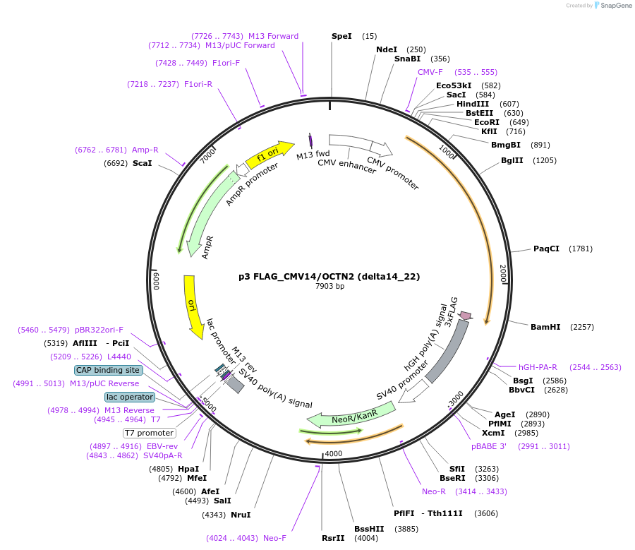 112800-plasmid-map-sequence-id-219925