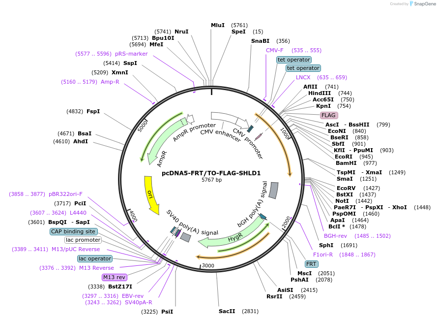 114115-plasmid-map-sequence-id-219948