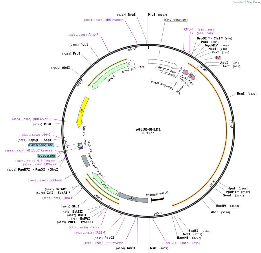 114118-plasmid-map-sequence-id-219958