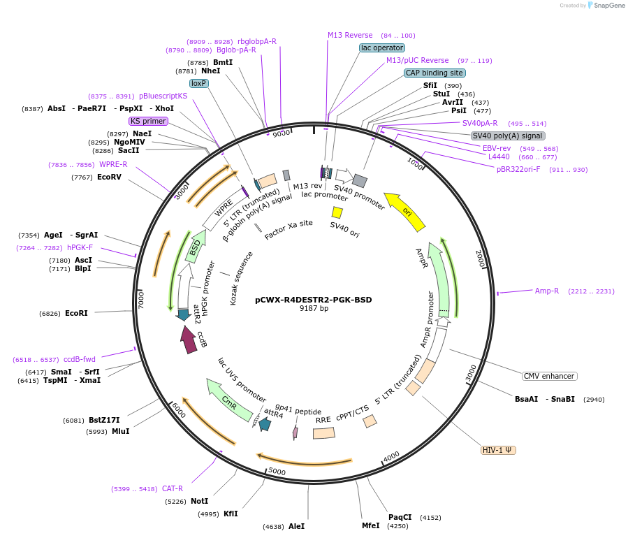 114320-plasmid-map-sequence-id-219986