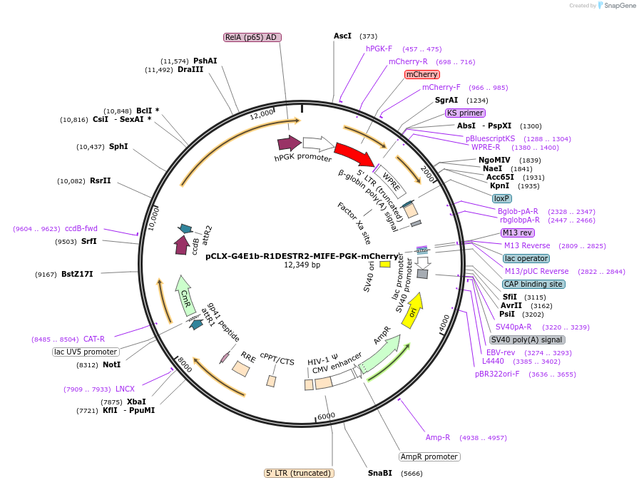 114322-plasmid-map-sequence-id-219992