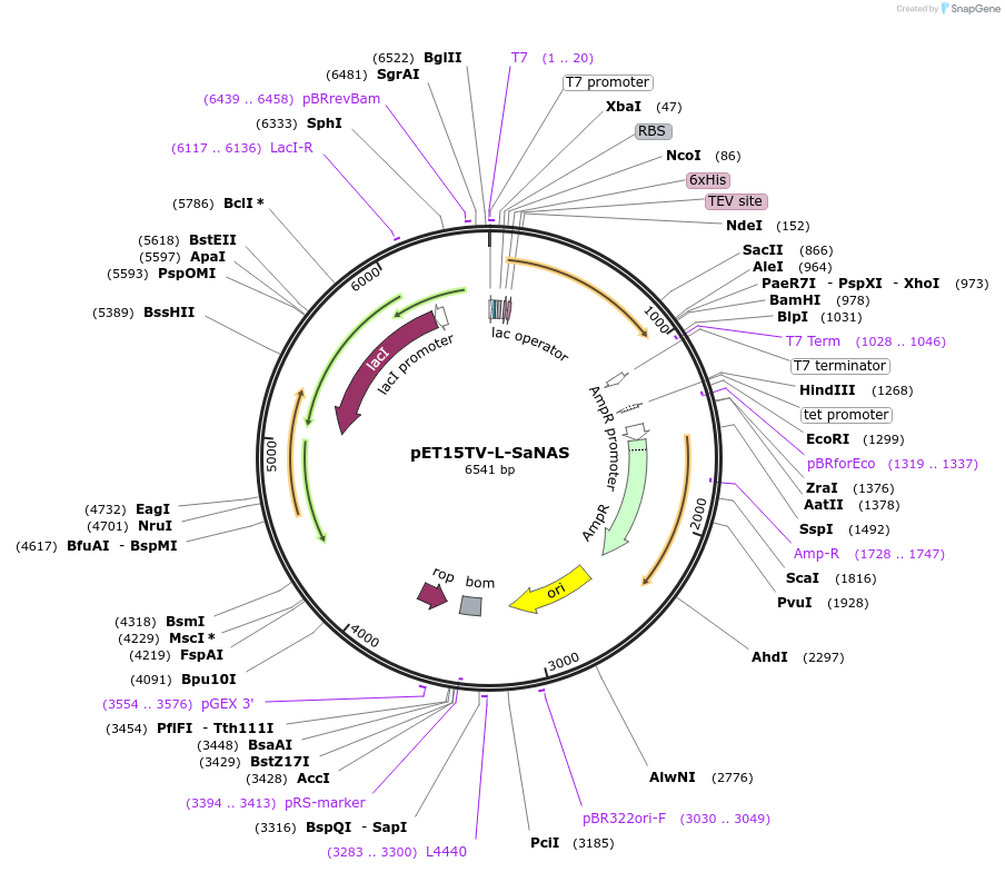 110803-plasmid-map-sequence-id-220027