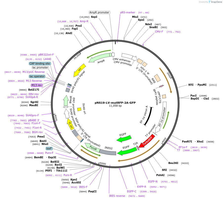 113716-plasmid-map-sequence-id-220030