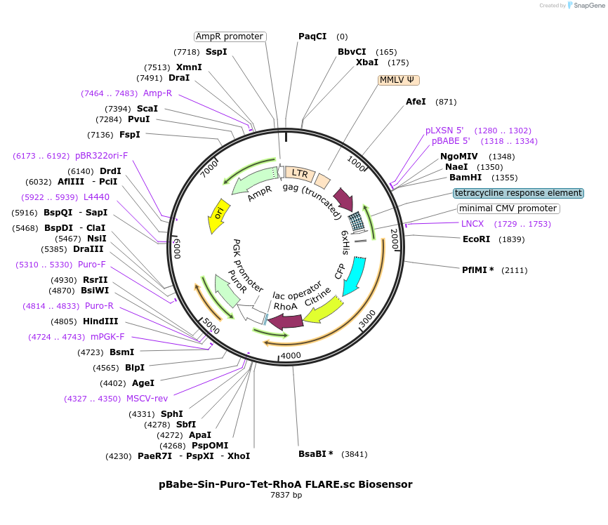 12153-plasmid-map-sequence-id-220047