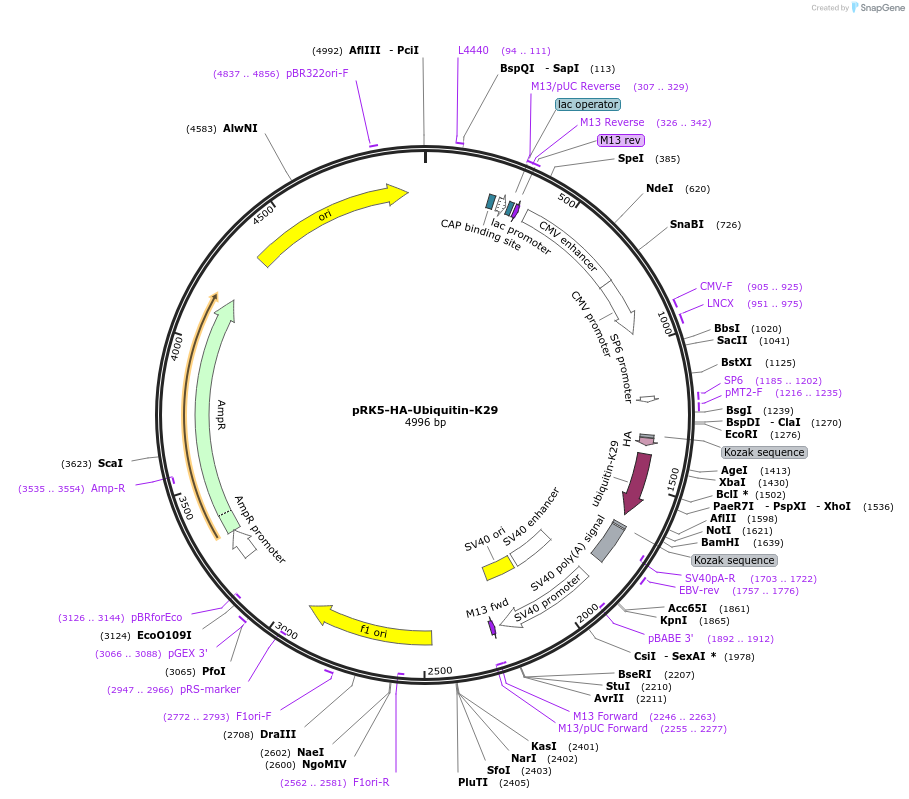 22903-plasmid-map-sequence-id-220064