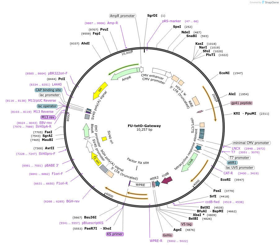 43914-plasmid-map-sequence-id-220078