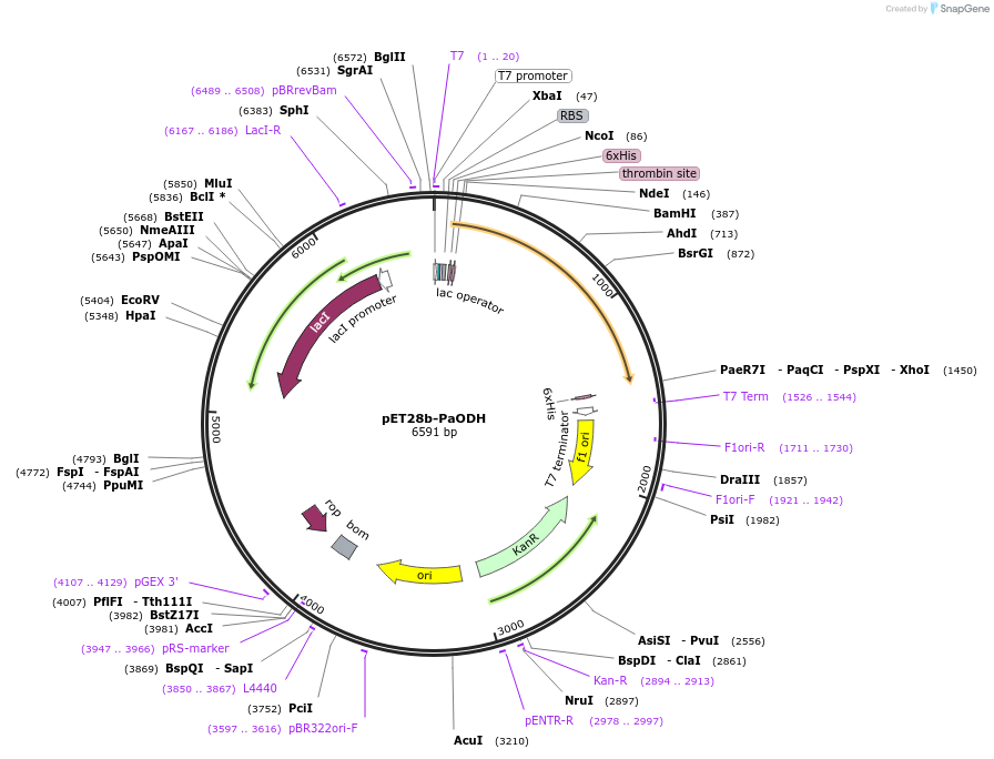 110802-plasmid-map-sequence-id-220085