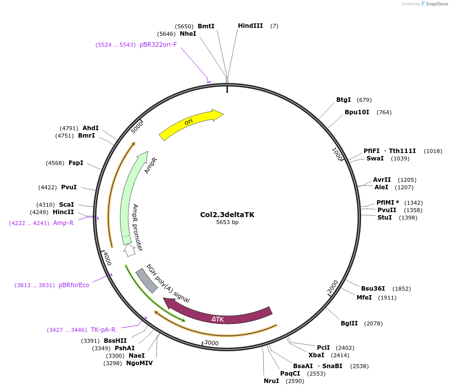 114273-plasmid-map-sequence-id-220087