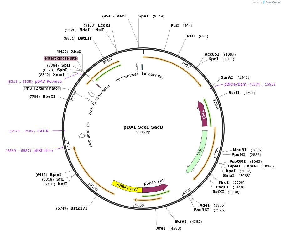 113635-plasmid-map-sequence-id-220090
