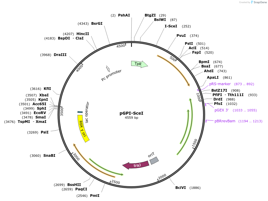 32060-plasmid-map-sequence-id-220096