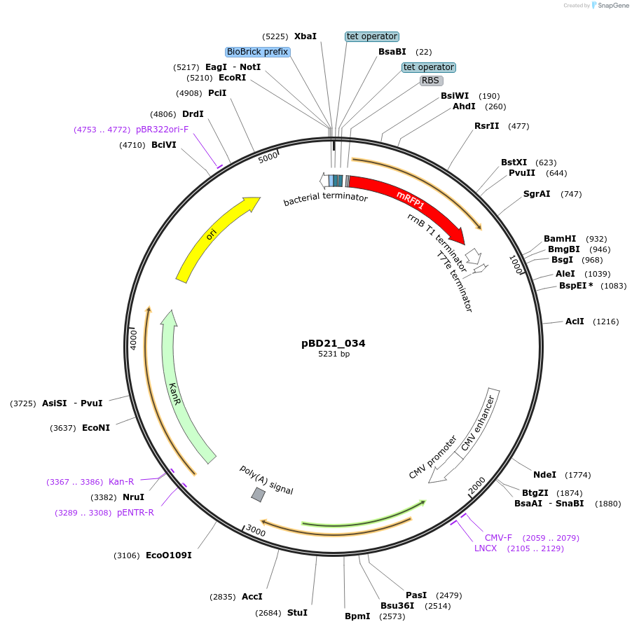 109151-plasmid-map-sequence-id-220104