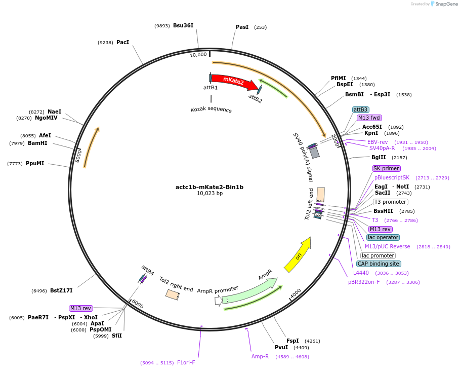 109509-plasmid-map-sequence-id-220132