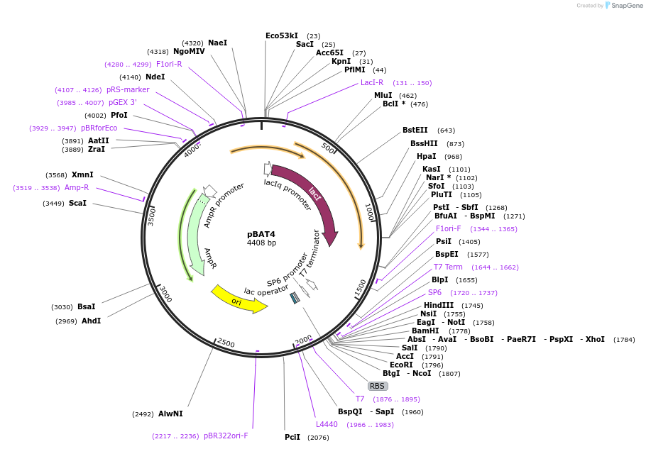 112580-plasmid-map-sequence-id-220147