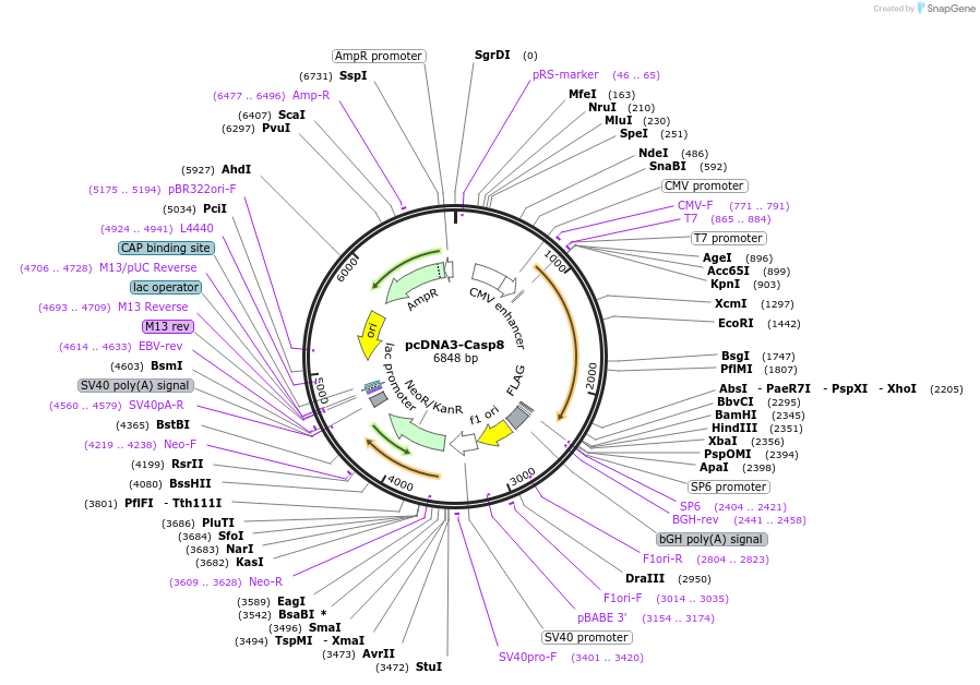 11817-plasmid-map-sequence-id-220149