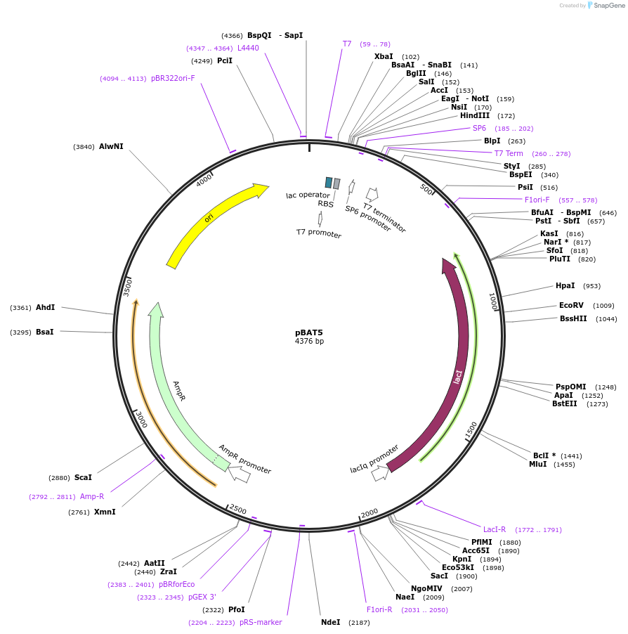 112581-plasmid-map-sequence-id-220150
