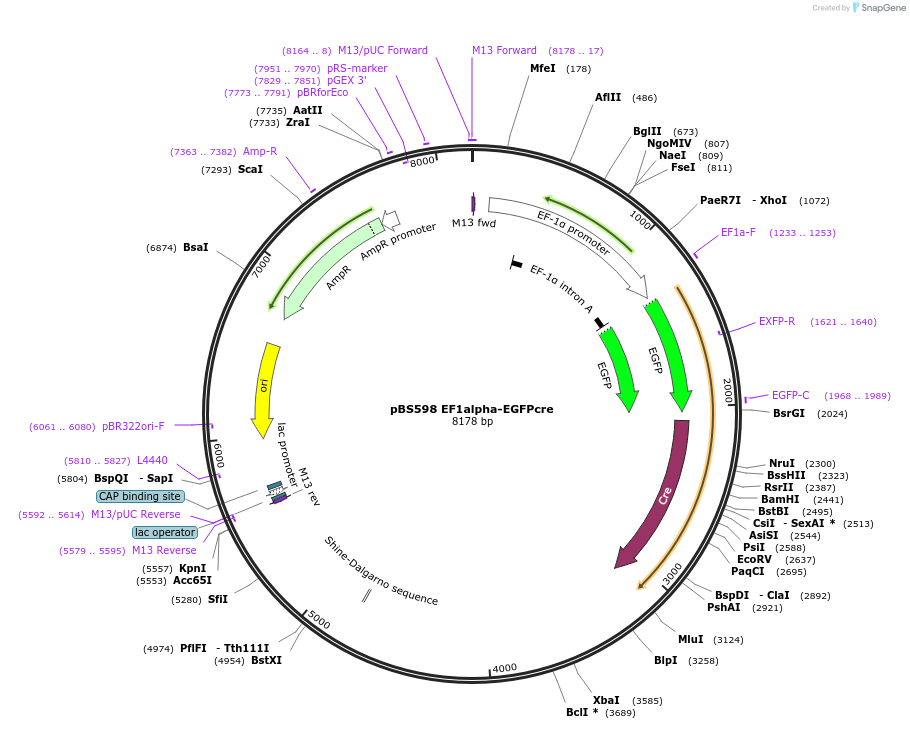 11923-plasmid-map-sequence-id-220151