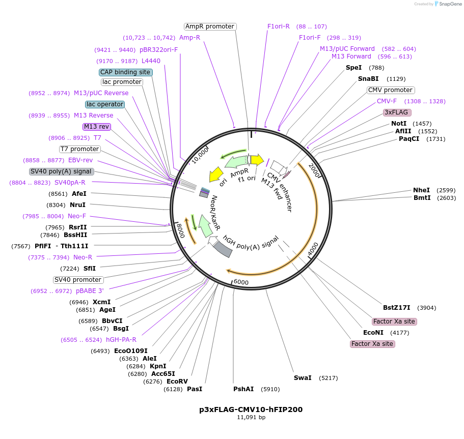 24300-plasmid-map-sequence-id-220156