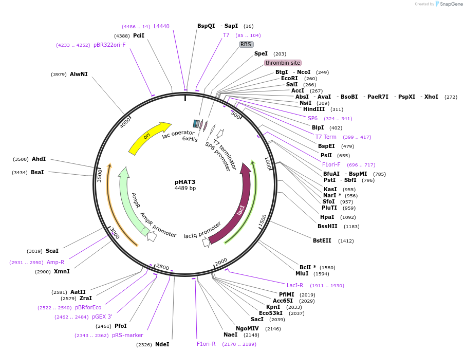 112584-plasmid-map-sequence-id-220164