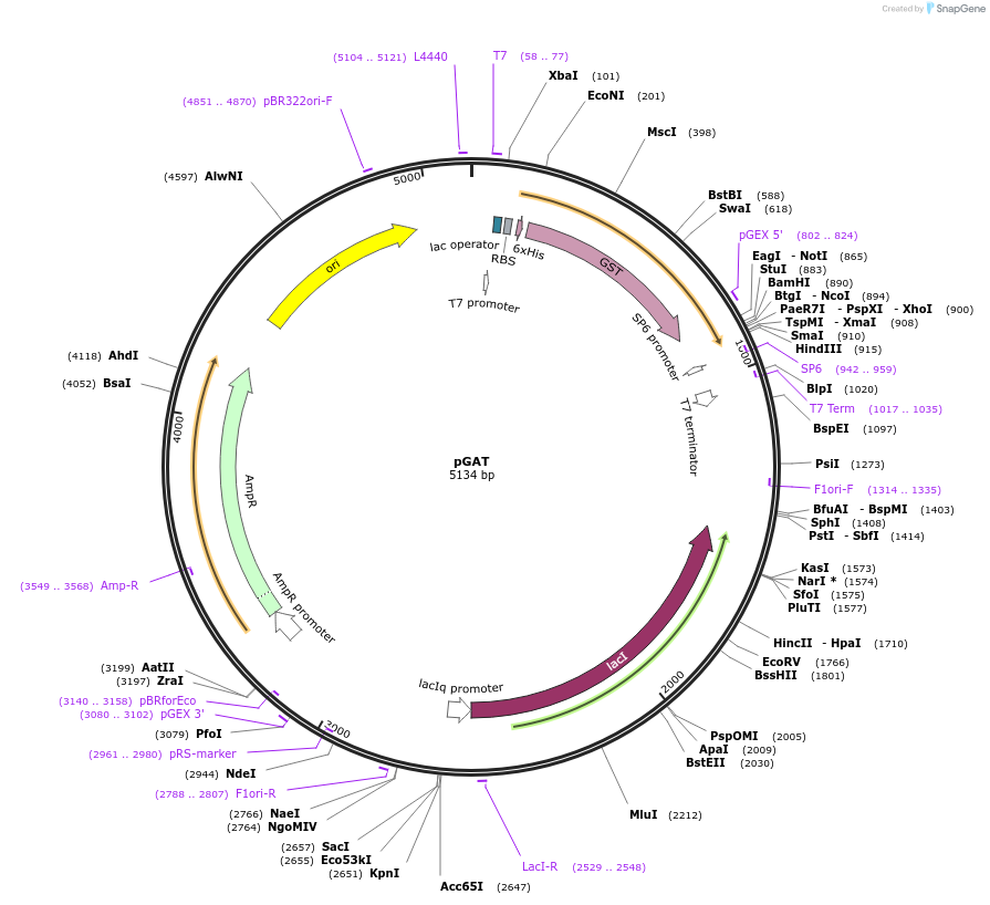 112587-plasmid-map-sequence-id-220166