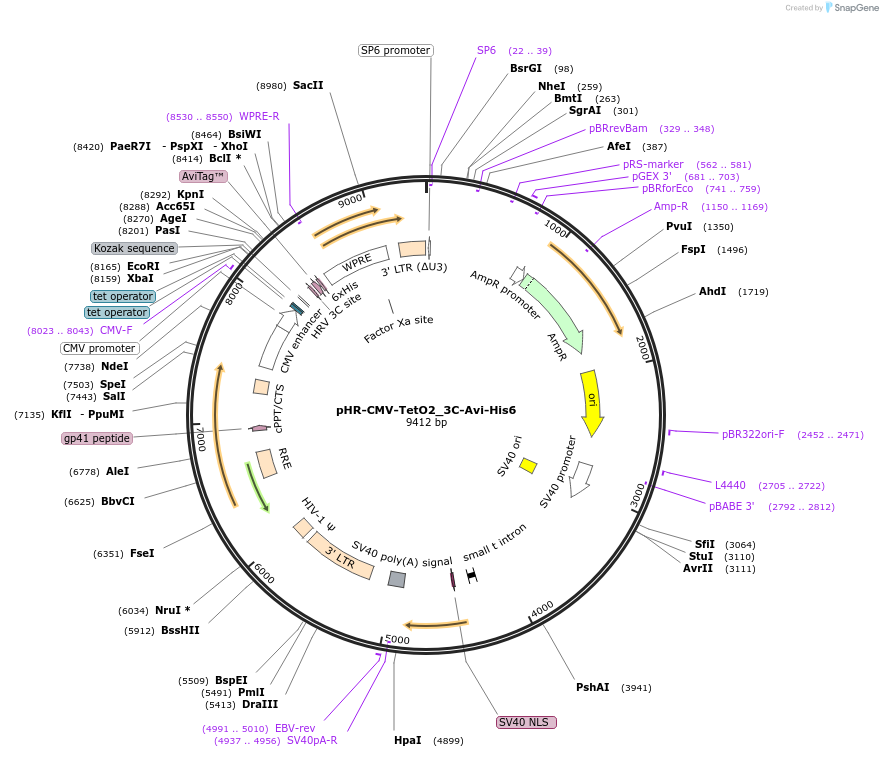 113887-plasmid-map-sequence-id-220170
