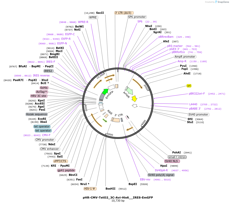 113888-plasmid-map-sequence-id-220172