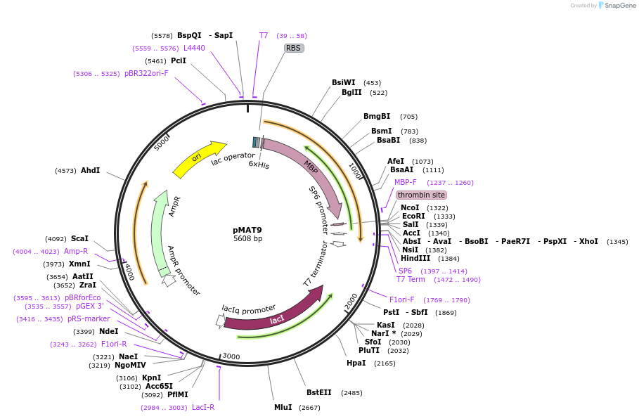 112590-plasmid-map-sequence-id-220186