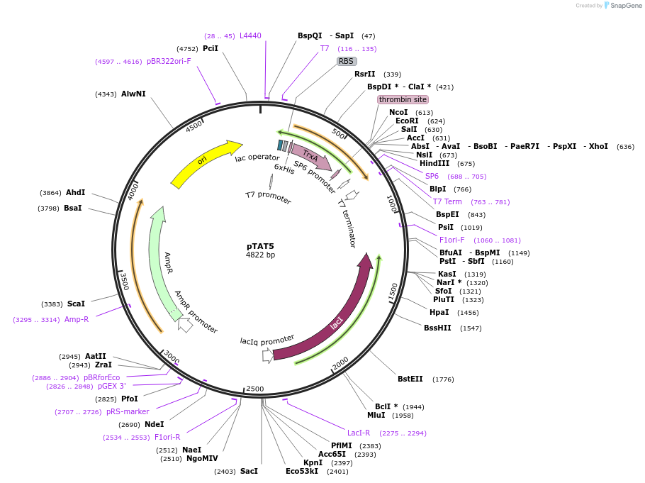 112593-plasmid-map-sequence-id-220196