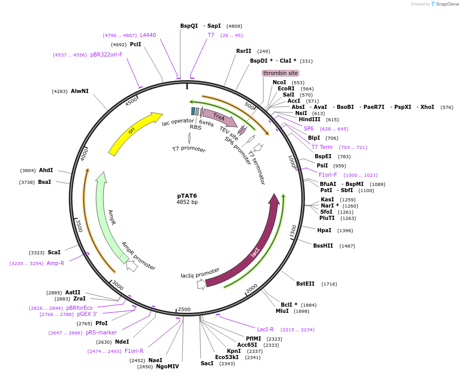 112594-plasmid-map-sequence-id-220198