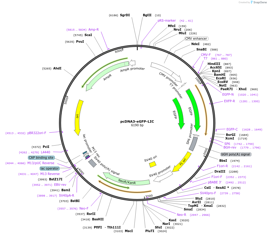 40768-plasmid-map-sequence-id-220201
