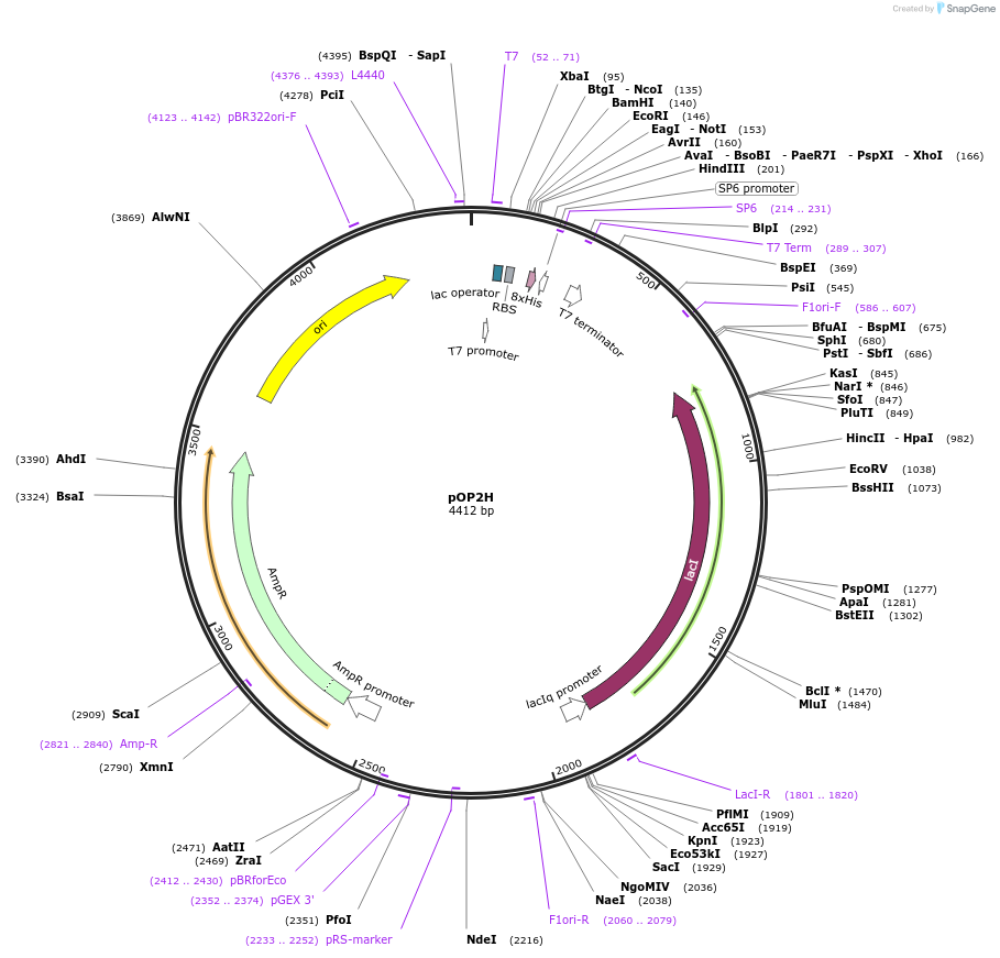 112596-plasmid-map-sequence-id-220202
