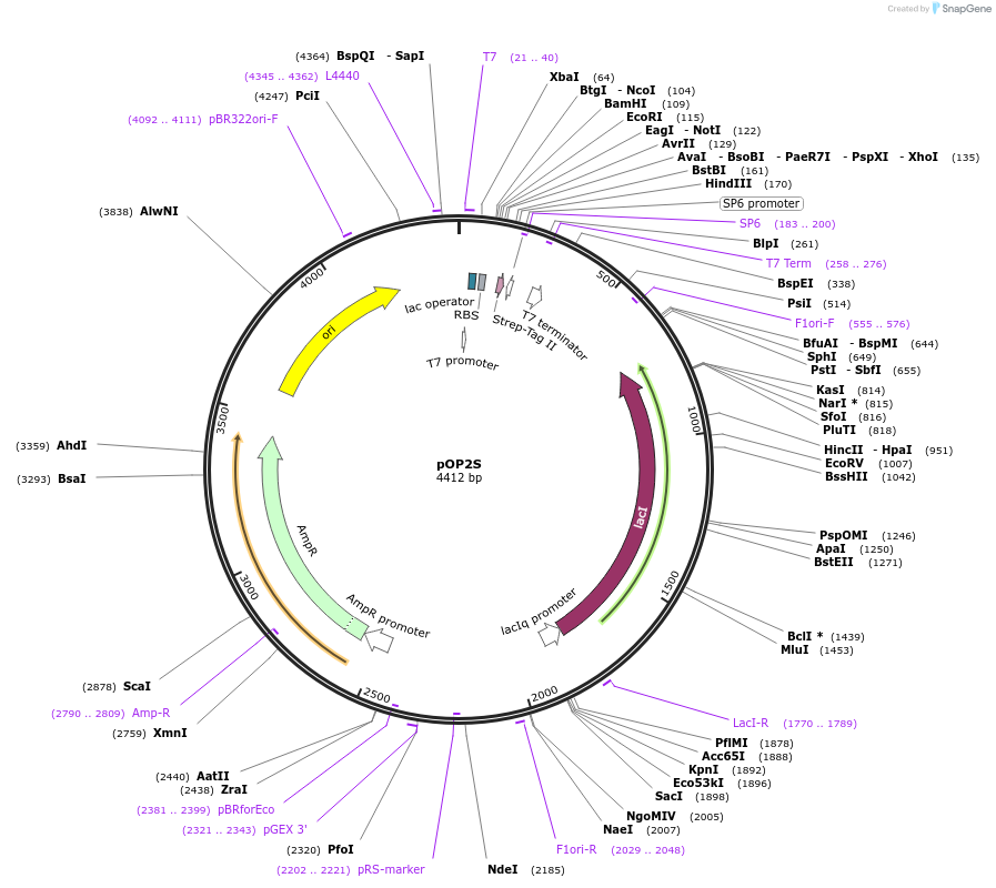 112597-plasmid-map-sequence-id-220203