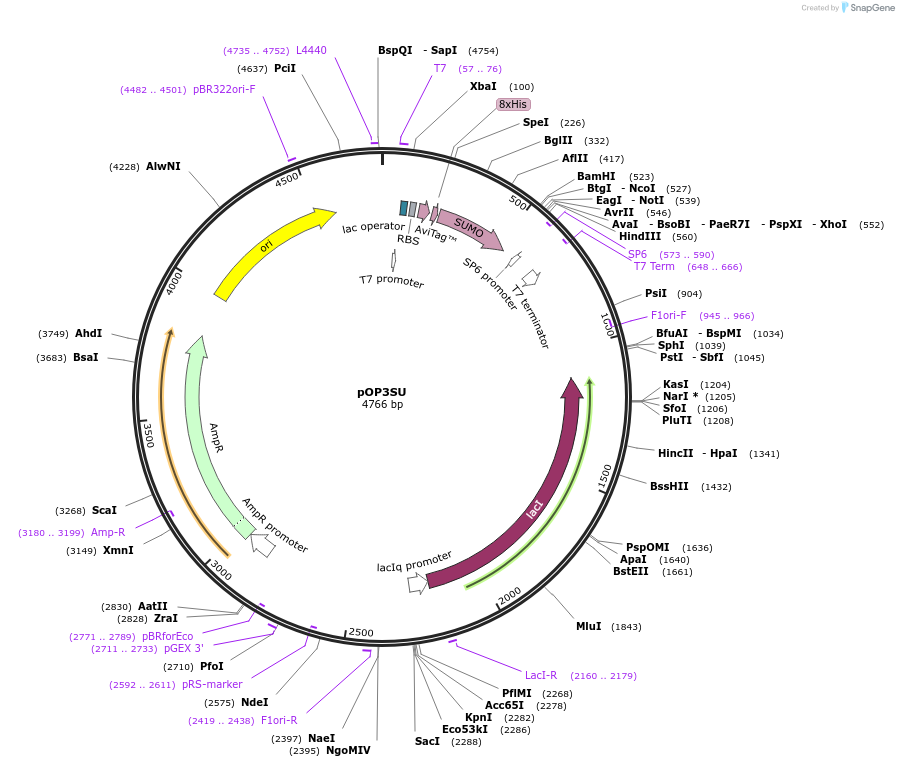 112599-plasmid-map-sequence-id-220209