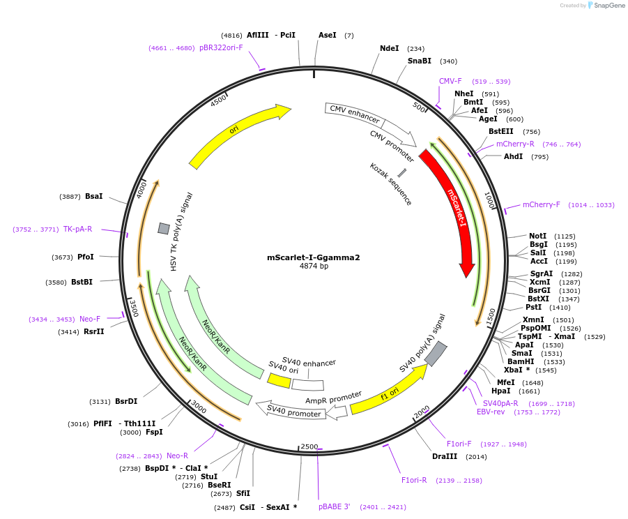 112950-plasmid-map-sequence-id-220217