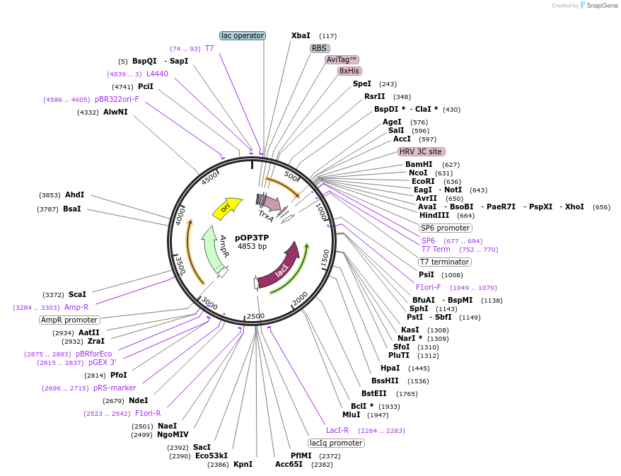 112604-plasmid-map-sequence-id-220219