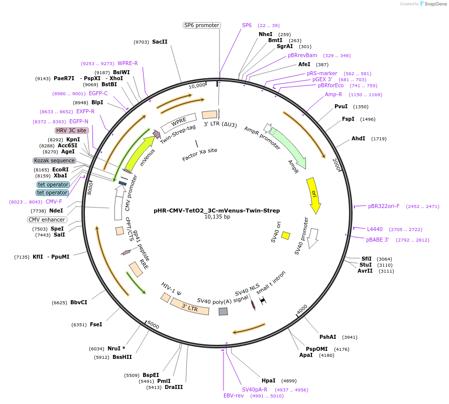 113891-plasmid-map-sequence-id-220224