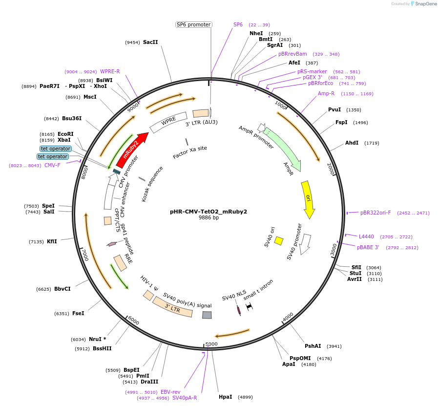 113894-plasmid-map-sequence-id-220226