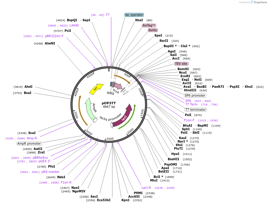 112605-plasmid-map-sequence-id-220234
