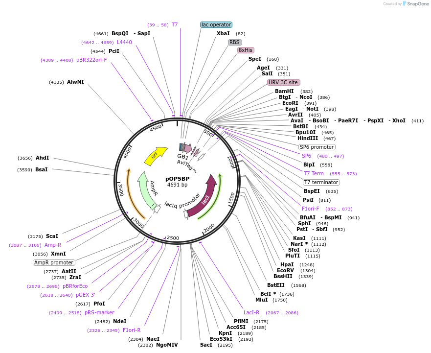 112608-plasmid-map-sequence-id-220237