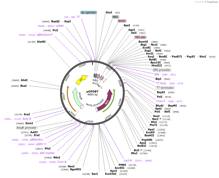112609-plasmid-map-sequence-id-220239