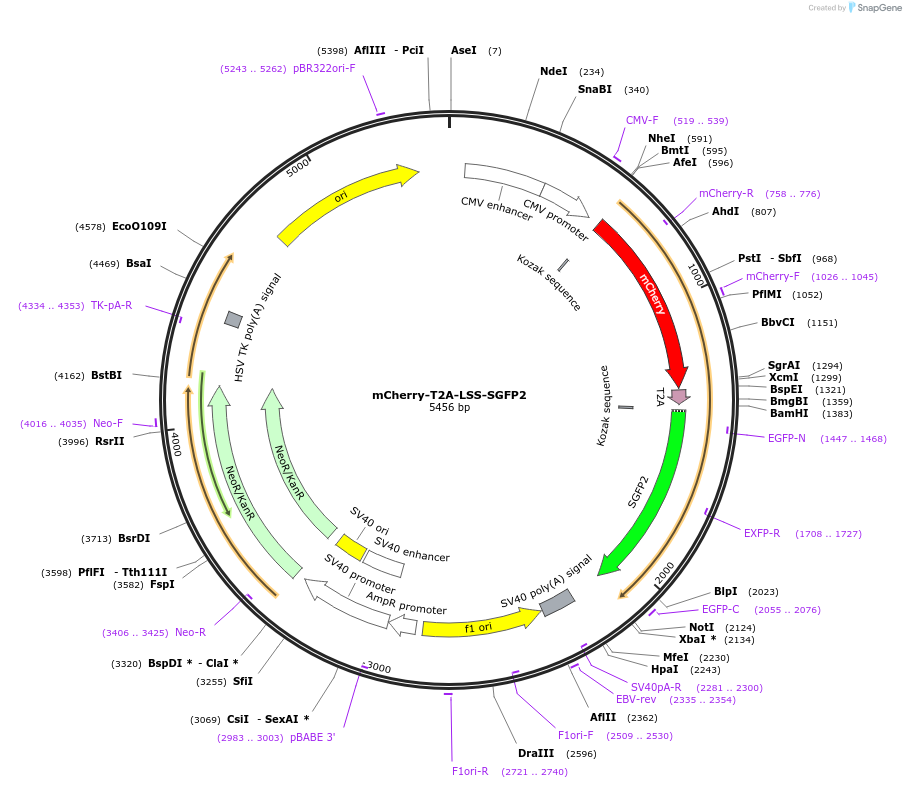 112944-plasmid-map-sequence-id-220241